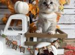 Gourdie - Ragdoll Kitten For Sale - FL&comma; US