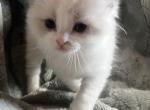 Ragdoll boy - Ragdoll Kitten For Sale - 