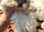Kitten - Persian Kitten For Sale - Waynesburg&comma; PA&comma; US