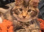 Male Maine Coon kitten - Maine Coon Kitten For Sale - Erskine&comma; MN&comma; US