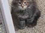 Female Maine Coon kitten - Maine Coon Kitten For Sale - Erskine&comma; MN&comma; US