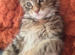 Sweet Maine Coon kitten - Maine Coon Kitten For Sale - 
