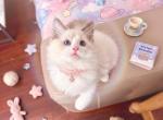 Lucky - Ragdoll Kitten For Sale - City Industry&comma; CA&comma; US