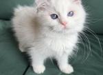 Angel - Ragdoll Kitten For Sale - Los Angeles&comma; CA&comma; US