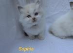 Sophia - Ragdoll Kitten For Sale - 