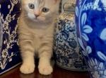 Angels litter - British Shorthair Kitten For Sale - Argyle&comma; TX&comma; US