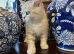 Angels litter - British Shorthair Kitten For Sale - Argyle&comma; TX&comma; US