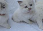 Ophelia - Ragdoll Kitten For Sale - 