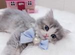 MiuMiu - British Shorthair Kitten For Sale - 