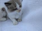 Oscar - Ragdoll Kitten For Sale - 