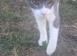 Callie's Cat 3 - Domestic Kitten For Sale - Canton&comma; TX&comma; US