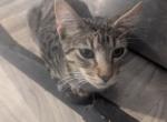 Angel's Kitten 2 - Domestic Kitten For Sale - Canton&comma; TX&comma; US