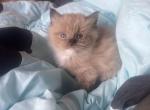 Cherubim ragdoll boy - Ragdoll Kitten For Sale - Gardnerville&comma; NV&comma; US