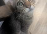 Angel's Kitten 3 - Domestic Kitten For Sale - Canton&comma; TX&comma; US