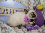 Torti Point F Siamese - Siamese Kitten For Sale - 