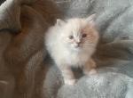 Ragdoll - Ragdoll Kitten For Sale - 