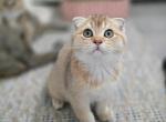 Brutto - Scottish Fold Kitten For Sale - Levittown&comma; PA&comma; US