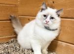 Jenson & Jace - Ragdoll Kitten For Sale - Duncansville&comma; PA&comma; US