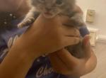 June - Domestic Kitten For Sale - 