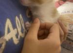 Reese - Domestic Kitten For Sale - Farmington&comma; CT&comma; US