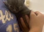 Star - Domestic Kitten For Sale - Farmington&comma; CT&comma; US