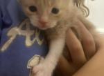 Peanut - Domestic Kitten For Sale - Farmington&comma; CT&comma; US