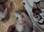 Pumpkin - Domestic Kitten For Sale - Farmington&comma; CT&comma; US