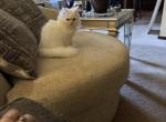 Minka kittens - Persian Kitten For Sale - CT&comma; US
