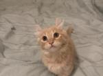 Exotic munchkins - Munchkin Kitten For Sale - Gardner&comma; IL&comma; US