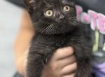 Black - Scottish Fold Kitten For Sale - New Prague&comma; MN&comma; US