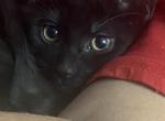 Bean - Domestic Kitten For Sale - 