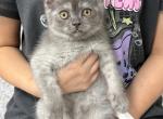 Gray - Scottish Straight Kitten For Sale - 