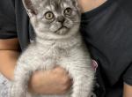 Girl - Scottish Straight Kitten For Sale - 
