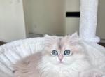 British Longhair and Shorthair kittens Golden coat - Brazilian Shorthair Kitten For Sale - Burlingtn&comma; VT&comma; US