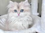 Blue Golden chinchilla kittens - British Shorthair Kitten For Sale - 