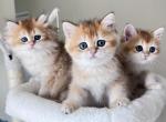 LaMajeur Cattery kittens Golden coat - British Shorthair Kitten For Sale - Boston Clg&comma; MA&comma; US