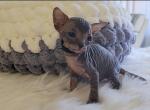 Tabby Sphynx - Sphynx Kitten For Sale - 