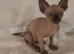 Milo - Sphynx Kitten For Sale - 