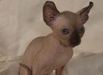 Loki - Sphynx Kitten For Sale - Moline&comma; IL&comma; US