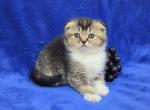 Grape - Scottish Fold Kitten For Sale - Bridgewater&comma; VA&comma; US
