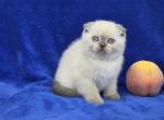 Peach - Scottish Fold Kitten For Sale - Bridgewater&comma; VA&comma; US