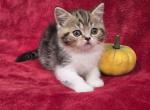Pumkin - Scottish Straight Kitten For Sale - Bridgewater&comma; VA&comma; US
