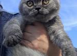 Toffee - Scottish Straight Kitten For Sale - Cheney&comma; WA&comma; US