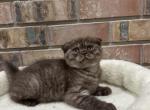 Scottish Fold Chocolate kitten - Scottish Fold Kitten For Sale - Tacoma&comma; WA&comma; US