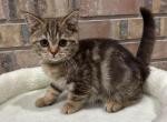 Chocolate Marble Scottish kitten - Scottish Straight Kitten For Sale - Tacoma&comma; WA&comma; US