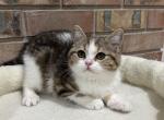 Scottish straight female kitten - Scottish Straight Kitten For Sale - Tacoma&comma; WA&comma; US