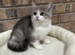 Scottish straight male kitten - Scottish Straight Kitten For Sale - Tacoma&comma; WA&comma; US