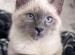 Baby and Lover Boy - Balinese Kitten For Sale - Minden&comma; NV&comma; US