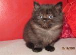 kittens deposit - Ragdoll Kitten For Sale - Beckley&comma; WV&comma; US