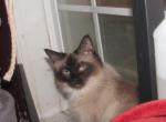 kittens deposit - Ragdoll Kitten For Sale - Beckley&comma; WV&comma; US